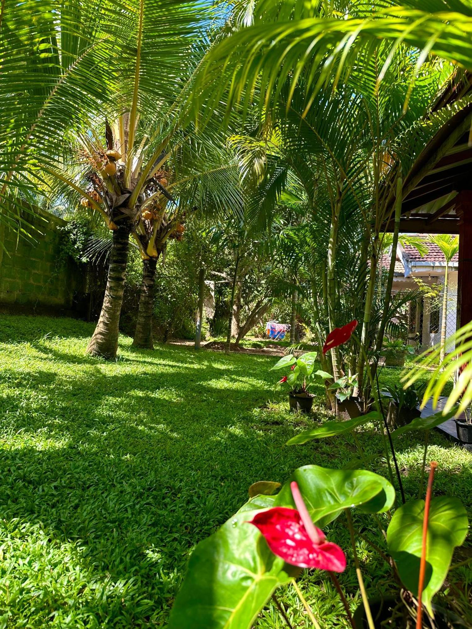 טנגלה Jasmin Homestay Marakolliya מראה חיצוני תמונה