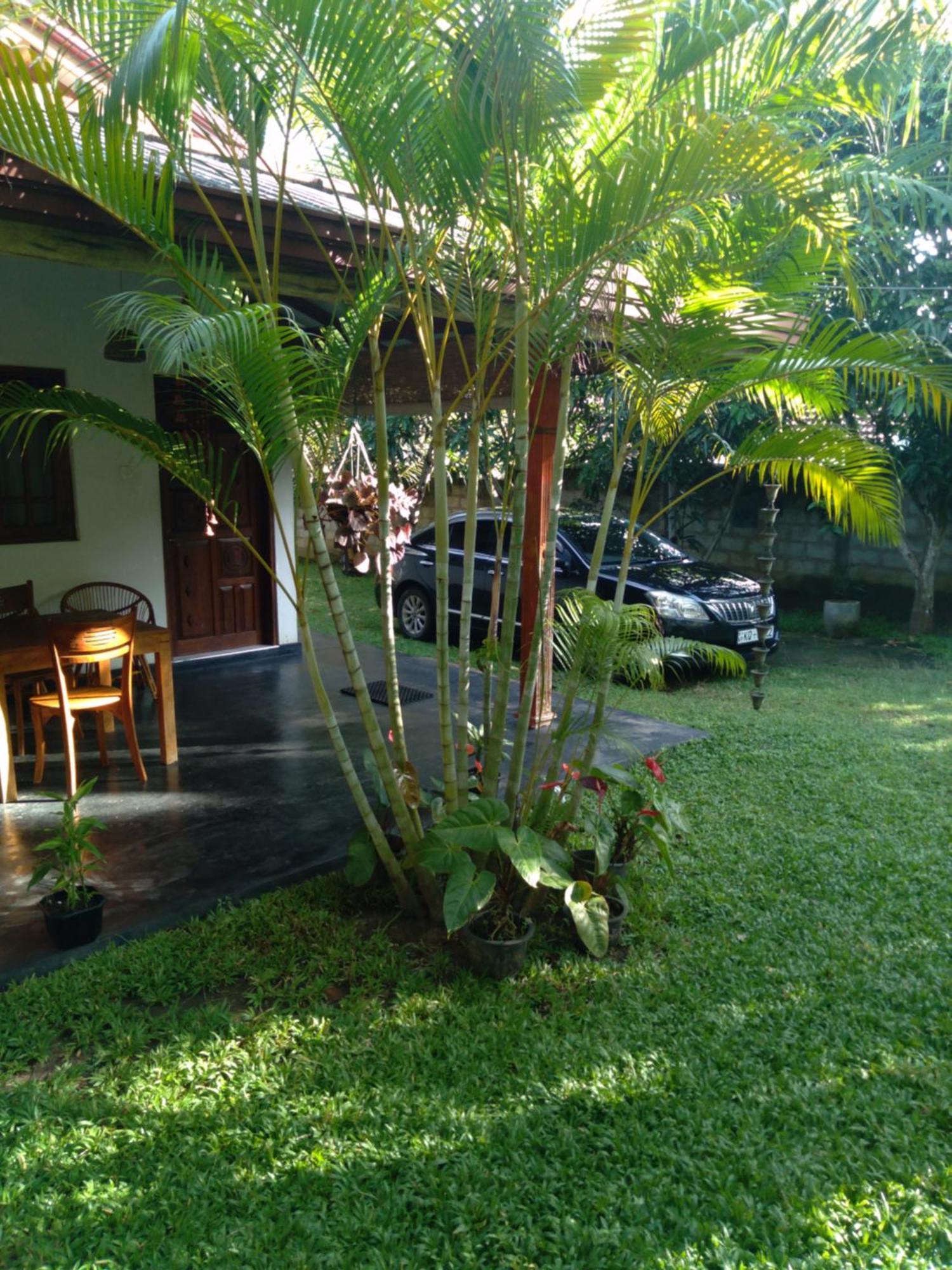 טנגלה Jasmin Homestay Marakolliya מראה חיצוני תמונה